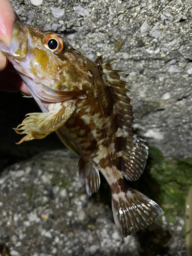 カサゴの釣果