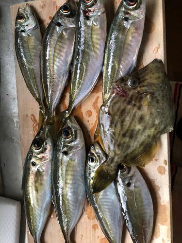 カワハギの釣果