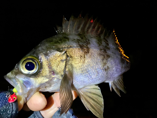 メバルの釣果