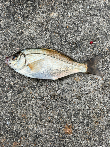 ウミタナゴの釣果