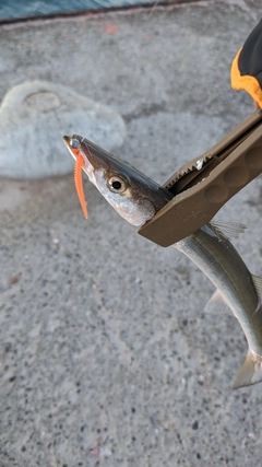 カマスの釣果