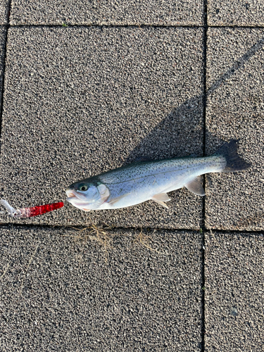 トラウトの釣果