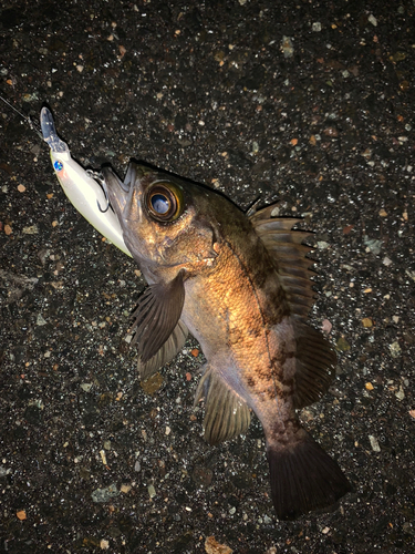 メバルの釣果