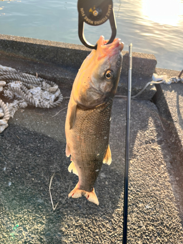 ウグイの釣果