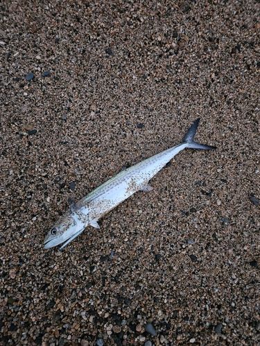 サゴシの釣果
