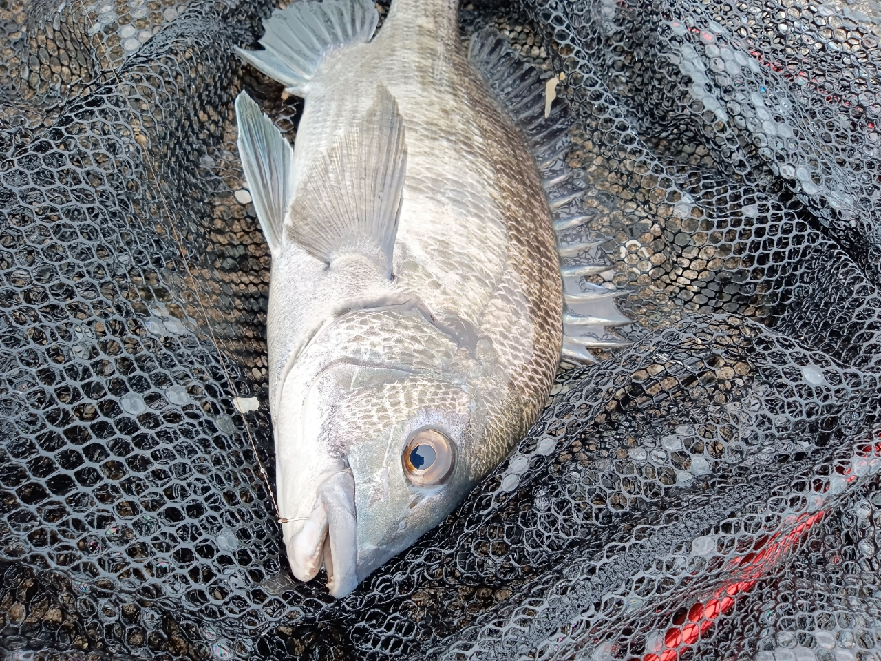DAIWA 19銀狼 1号-53・Yの最安値・インプレ・釣果 | 本音の
