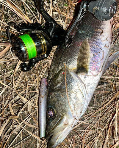 マルスズキの釣果