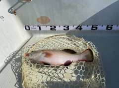 オオアオノメアラの釣果