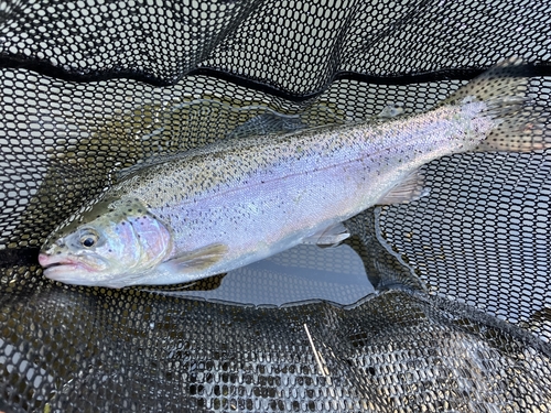 ニジマスの釣果