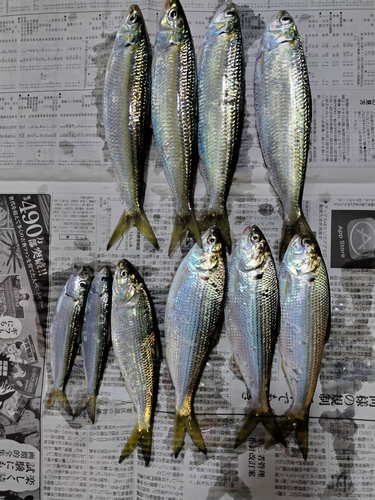 コノシロの釣果