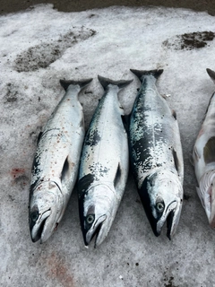 サクラマスの釣果