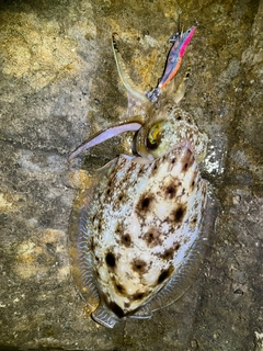 コブシメの釣果