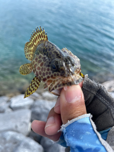 カンモンハタの釣果