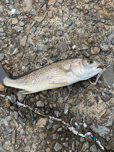 ニベの釣果