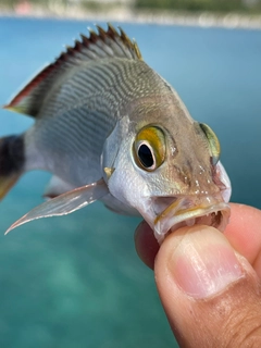 ヒメフエダイの釣果