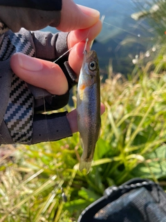 アブラハヤの釣果