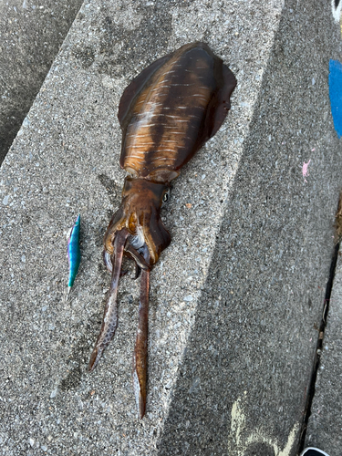 アオリイカの釣果