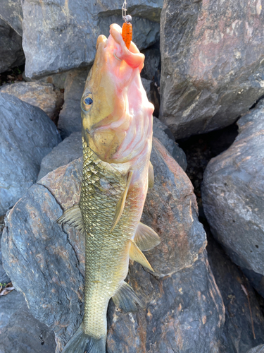 ニゴイの釣果