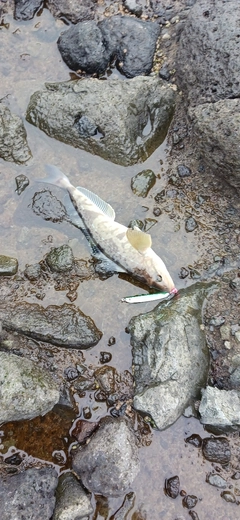 ホッケの釣果