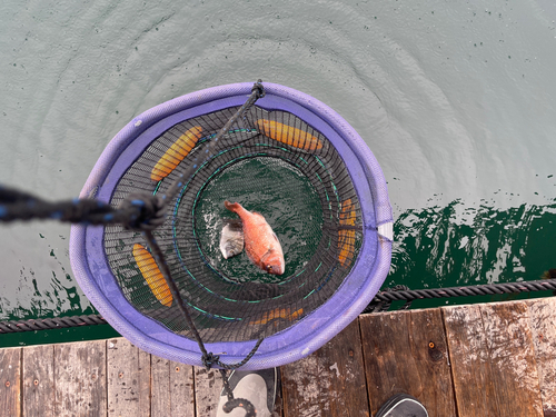 マダイの釣果