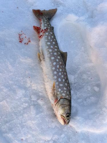 アメマスの釣果