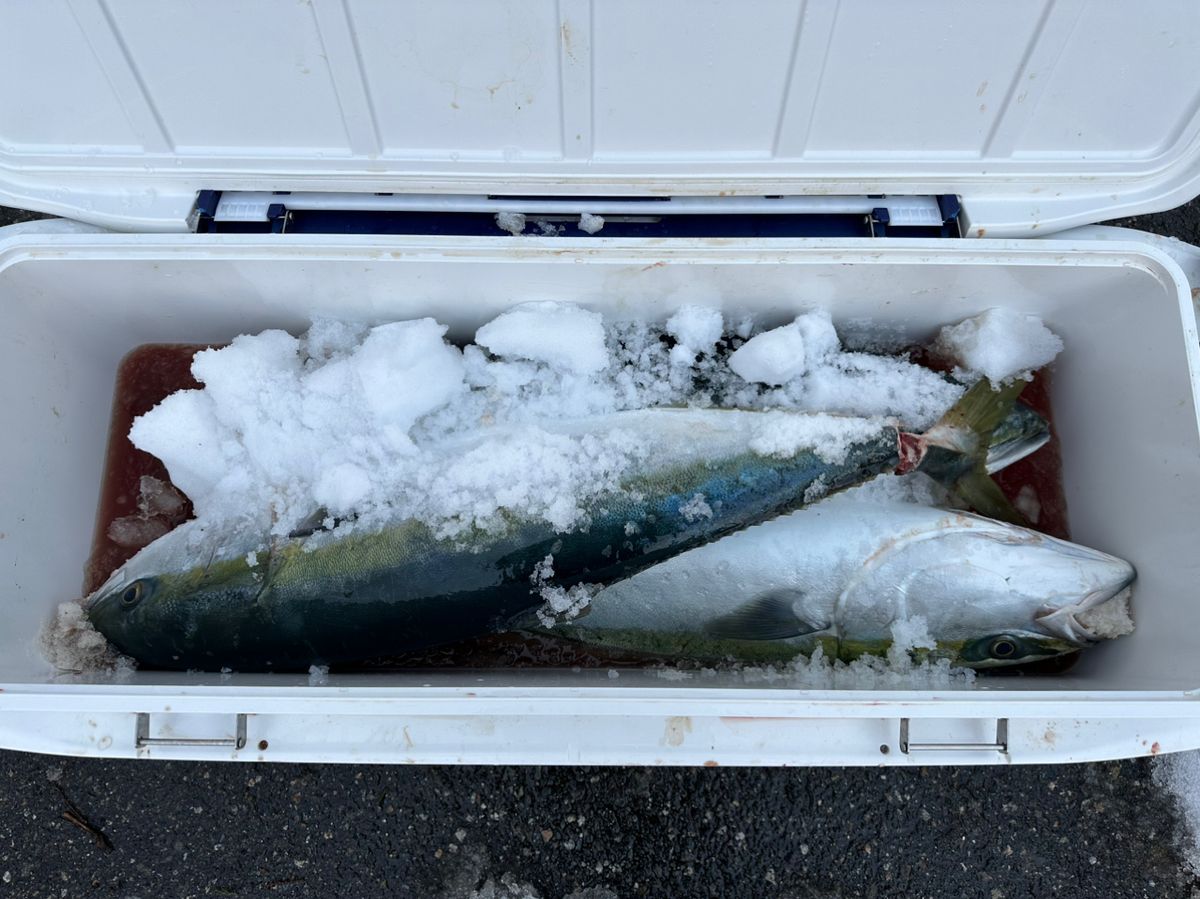 ホクロさんの釣果 1枚目の画像