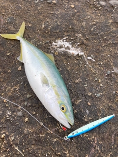 ツバスの釣果