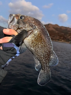 キツネメバルの釣果