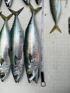 サバの釣果