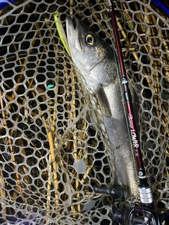 シーバスの釣果