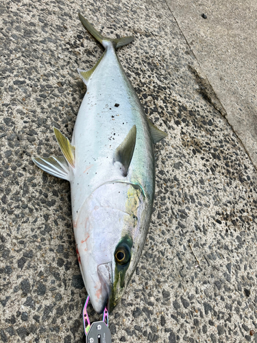 ヤズの釣果