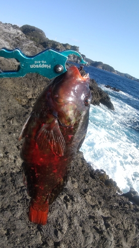 ブダイの釣果