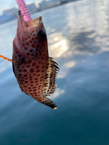 オオモンハタの釣果