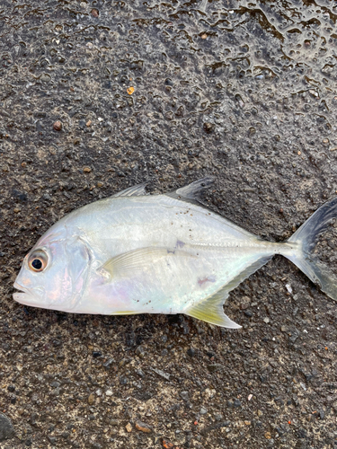 メッキの釣果