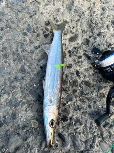 カマスの釣果