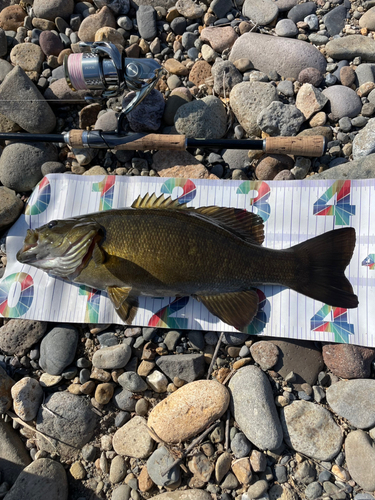 スモールマウスバスの釣果