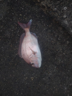 チャリコの釣果