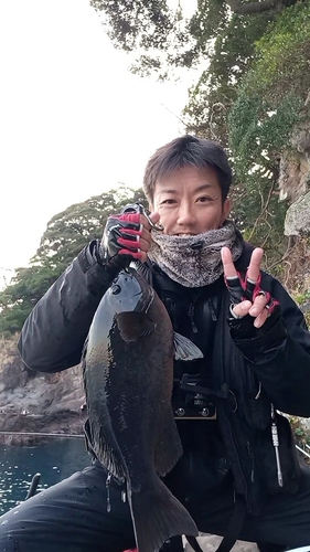 メジナの釣果