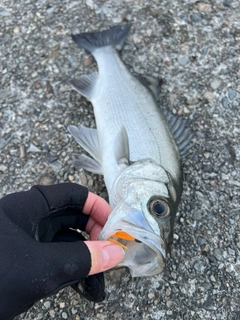 セイゴ（ヒラスズキ）の釣果