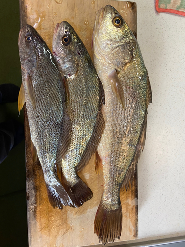 ニベの釣果