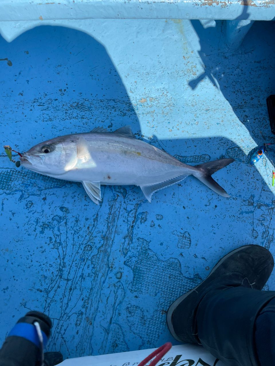 あたるんさんの釣果 2枚目の画像