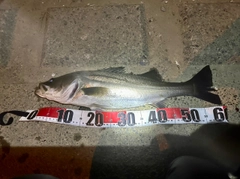 スズキの釣果