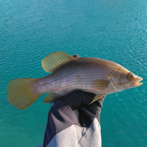 アカメの釣果