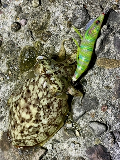 コウイカの釣果