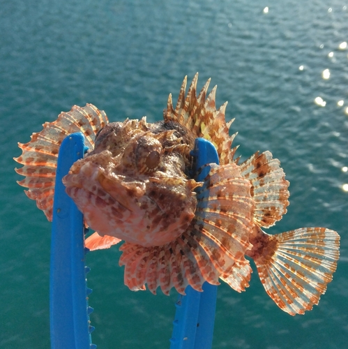 オニカサゴの釣果