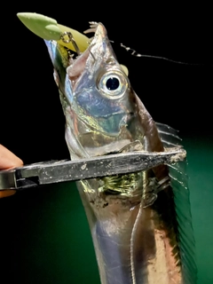 タチウオの釣果