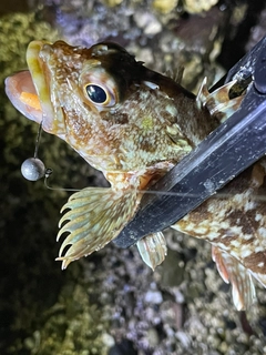 アラカブの釣果