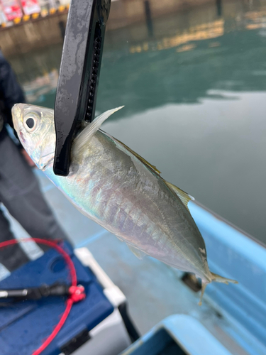 マアジの釣果