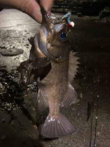 メバルの釣果