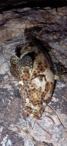 カンモンハタの釣果